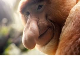 tHE mONKEY eXPERİENCE