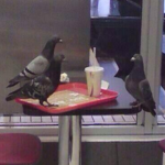 Pigeon Alliance