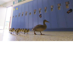 Duck School