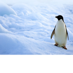 penguin ._.