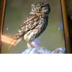 BlueOwl 9