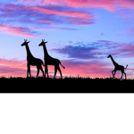 Da Galaxy Giraffes!