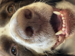 Dog is love