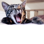 Kitty Fun!
