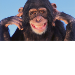 Monkey eats bananas and apples