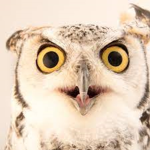 Owl Mommento
