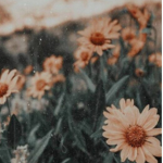 Sunflower's Field