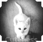 Cat King Republic (CKR)