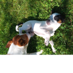 Cats vs dogs ..
