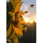 Good Bees vibes