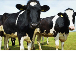 .Cow productions.