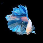 Exclusive Fishy Army