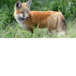 FireFox County