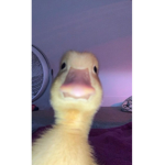 Duckys gang!