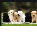 Adorable puppies club