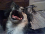 Dull's EPIC Doggo