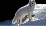 The ArcticFox Clan