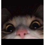 Loulouellaz1