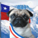 the pug club roblox
