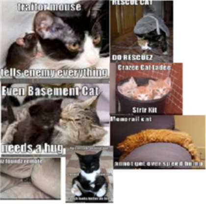 cats Roblox decal