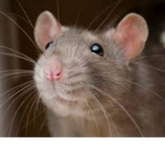 Rat squad/ Sewer squad