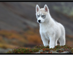 Husky World