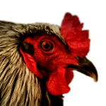 The Patch's Chickens