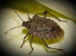 ZHE STINKBUGS