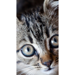 TheCatsfangroup