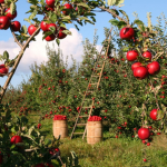 eli's orchard