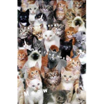 The Cute Cats And Kittens Fan Club