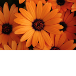 Flower Family!