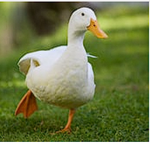 duck2.OOO