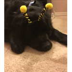Newfie group