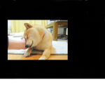 Doges United but in life