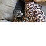 Stella the pug