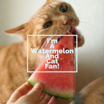 The Watermelon And Cat Group