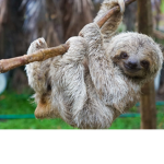 Sloth Peeps (and Magical Unicorns)