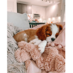 The friendship pups