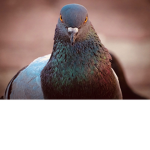 MENACING PIGEON STUDIOS