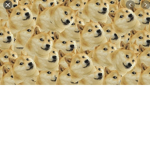 A pack a doges