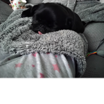 Froggy squad by floss darcie and caitlin!