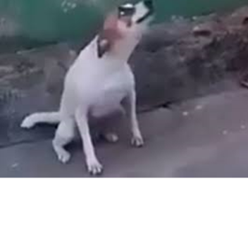 Pls donate