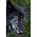 best to be a wolf