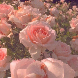 ❀