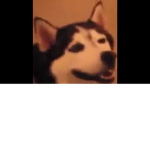 __VibeDoggo__