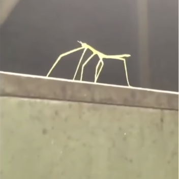 Get stick bugged lol