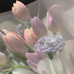ʚ-ʙʟᴏᴏᴍʟʏɴs-ɞ