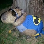 The squad of piggy