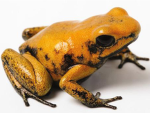 FROG CATCHERS!!!